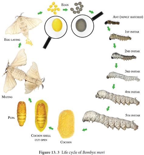 Sericulture Process