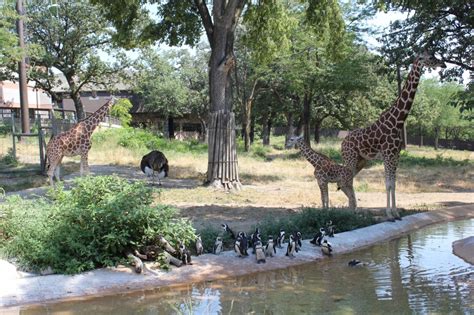 Omaha Zoo Animals — Weasyl