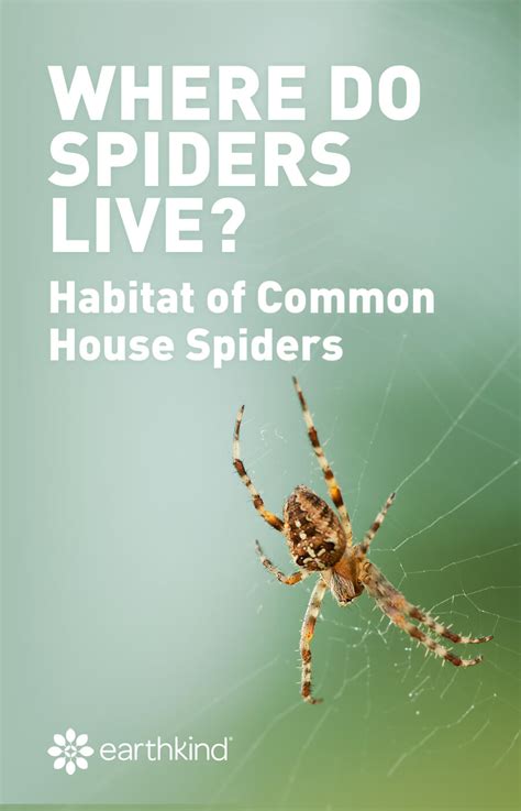 Where Do Spiders Live? Habitat of Common House Spiders