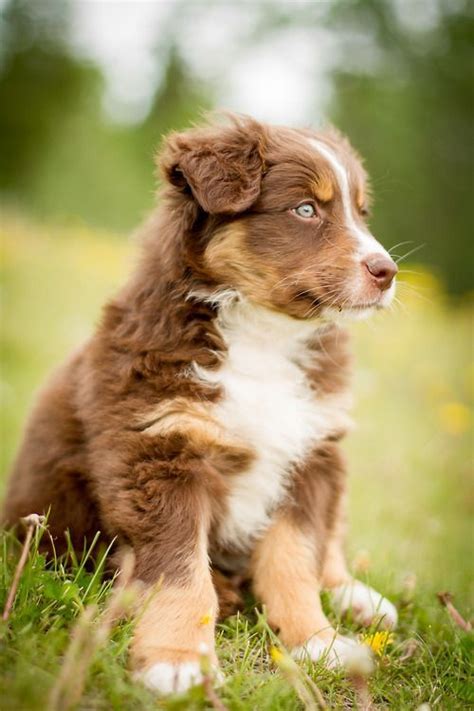 Australian Shepherd Tri Color Red