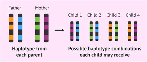 inheritance-of-hla-haplotypes