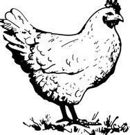 Chicken clip art free vector | Download it now!