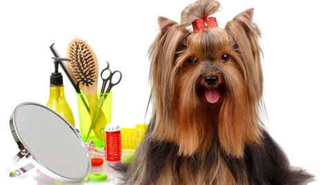 Pro Groomer's Favorite Dog Grooming Products for Home Grooming – Top ...