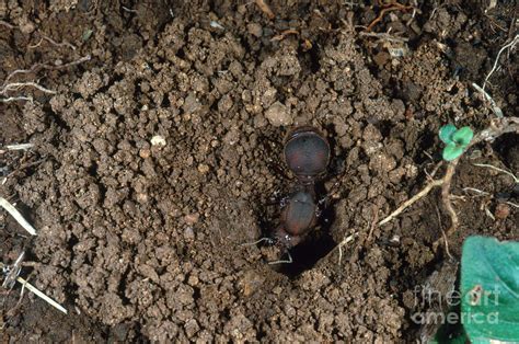 Leafcutter Ant Queen Photograph by Gregory G. Dimijian, M.D. - Pixels