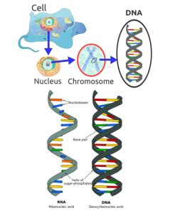 DNA Packaging- DNA Packaging in Eukaryotes and Prokaryotes