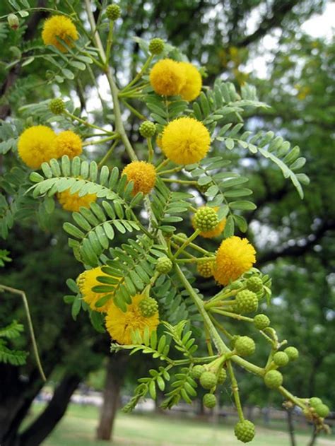 23 Different Acacia Trees and Shrubs From Around the World | Acacia tree, Flowering trees, Shrubs