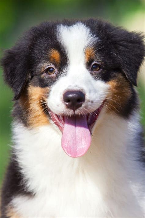 Australian Shepherd Puppies (25 Cute and Cuddly Pups) - Talk to Dogs