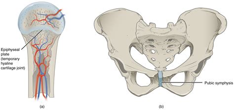 Cartilaginous Joints · Anatomy and Physiology