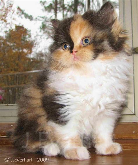 Lily Beautiful Calico Persian Kitten - Love Meow