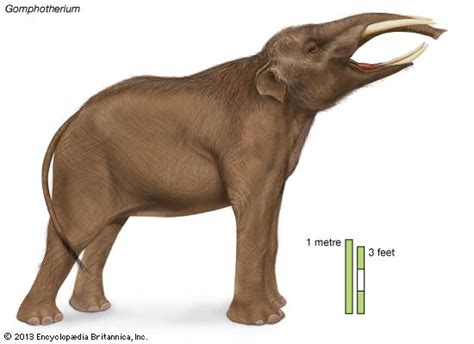 Gomphothere - Alchetron, The Free Social Encyclopedia