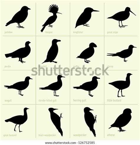 7,579 Snipe Bird Images, Stock Photos, 3D objects, & Vectors | Shutterstock