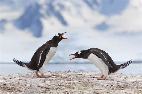 8 penguin species you need to know in Antarctica | Blog