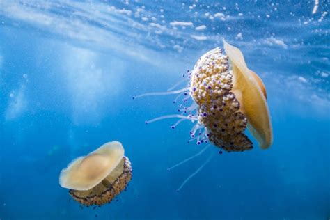 The Fried Egg Jellyfish: Nature's Unusual Masterpiece