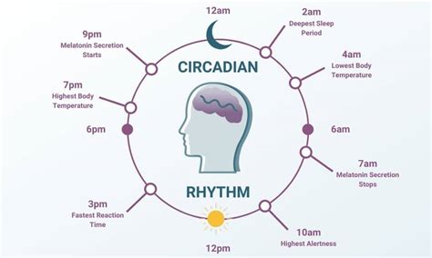 Circadian Rhythm: What Is It, and How Does It Function? - Pure Hemp Botanicals