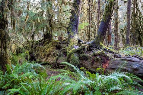 Visiting the Hoh Rainforest in Winter: Everything You Need to Know