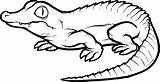 Alligator Coloring Page sketch template