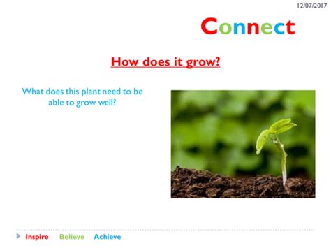 AQA GCSE Biology - Bioenergetics - Photosynthesis and uses of glucose ...