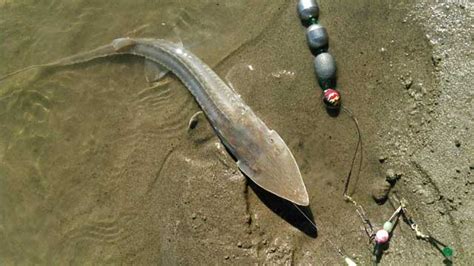 Pallid Sturgeon, Endangered? - The Roundup