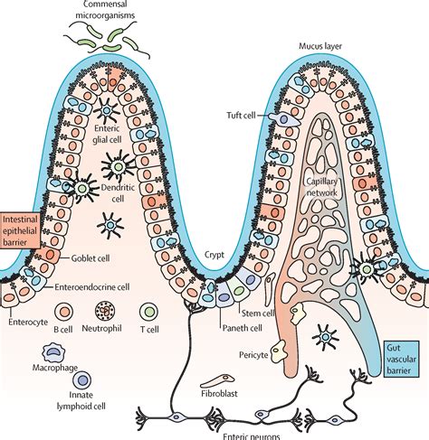 The intestinal barrier in disorders of the central nervous system - The ...