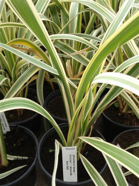 Phormium tenax "tricolor" — Florist's Plantica