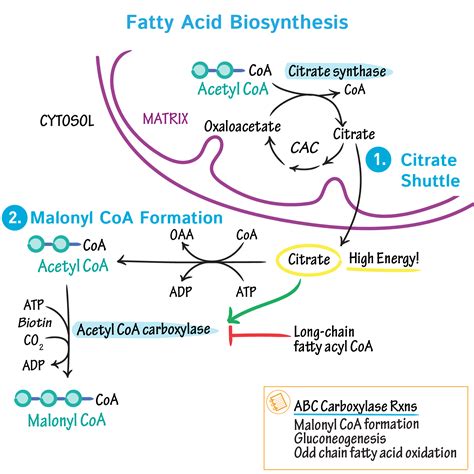 Biochemistry Glossary: Fatty Acid Biosynthesis | ditki medical & biological sciences