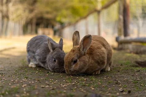 How this Farmer Made 1 Lakh from Rabbit Farming - A Success Story