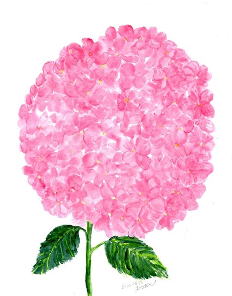 Pink Hydrangeas Watercolor Painting Original, 8 X 10 Floral Art, - Etsy