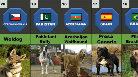 Popular Dog Breeds from Different Countries.. - YouTube