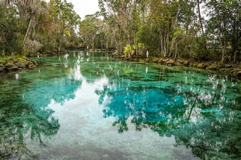 How to Visit Three Sisters Springs Crystal River, Florida