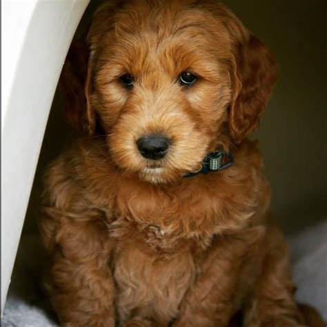 F1 mini goldendoodles Sunnyside Goldens of Eden, Utah | Goldendoodle, Puppy love, Puppies