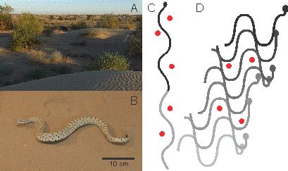 -Snake Locomotion and Obstacles. A) Typical habitat for sidewinder ...