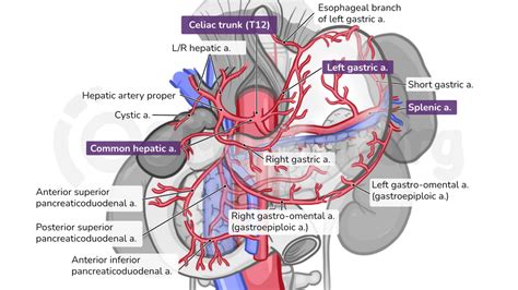 Anatomy Of The Abdominal Viscera: Blood Supply Of The, 45% OFF