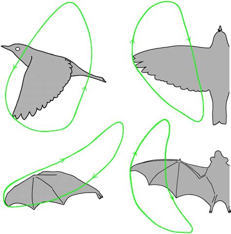 Typical wing tip paths during one wingbeat for a passerine bird and a ...