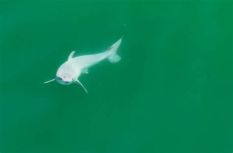 Sighting of newborn great white shark ‘unlike anything we had ever seen before’ | Science | AAAS