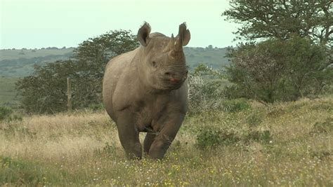 Rhino Running With White Background. Stock Footage Video 2848501 | Shutterstock