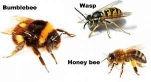 Honey Bee V Bumble Bee (and Wasp) - PlanBee - a home to Cheshire honey bees