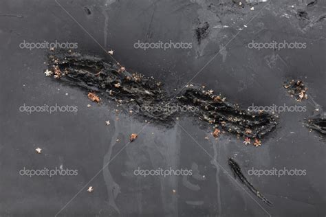 Humpback whale skin — Stock Photo © Devon #33379703