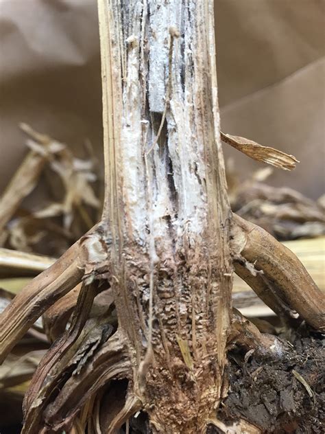 Stalk Rot Diseases in Nebraska Corn Fields | CropWatch | University of Nebraska–Lincoln