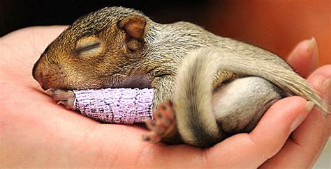 sleeping-squirrel | Baby Animal Zoo