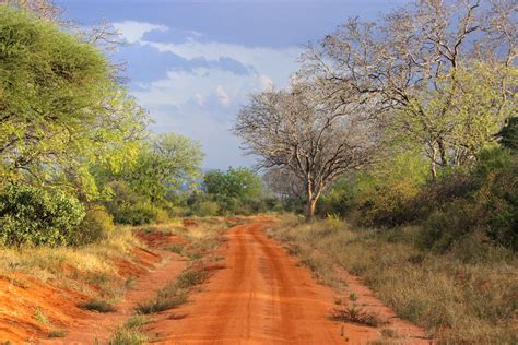 Brown Dirt Road Between Green Trees Under Blue Sky · Free Stock Photo