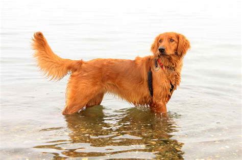 Irish Setter Golden Retriever Mix For Sale | PETSIDI