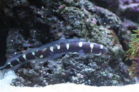 Manhattan Reefs - pair of engineer gobies