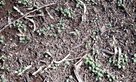 SPROUTS AND MESQUITE PODS – RALPH WALDT