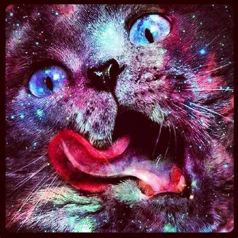 Trippy Cat Wallpaper - WallpaperSafari