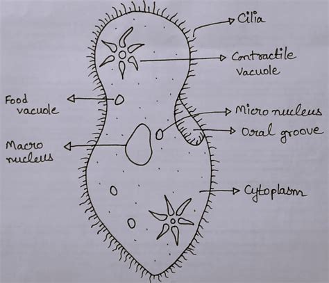 Paramecium Diagram for Class 8 - CBSE Class Notes Online - Classnotes123