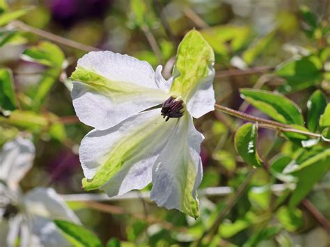 Clematis 'Alba Luxurians' - Clematis viticella 'Alba Luxurians' - Baumschule Horstmann