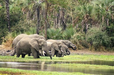 Gorongosa National Park - Mozambique Wildlife Guide