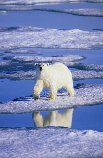 Polar bear hunting on melting ice of Svalbard Archipelago, Arctic Norway — sea, outdoors - Stock ...