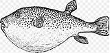 Porcupine Fish Clipart Coloring sketch template