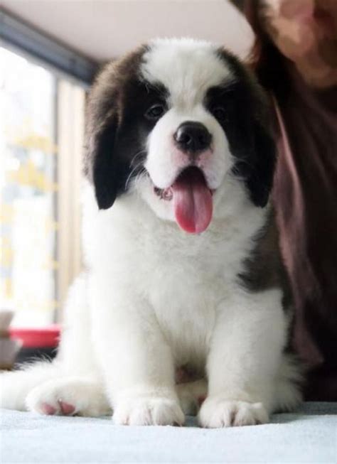 17 Best images about Saint Bernard Puppies on Pinterest | Beauty, Saint bernard puppies and ...